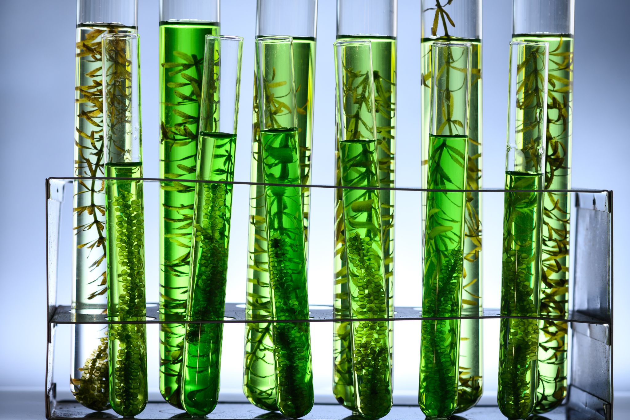 Algi – Co To Właściwie Jest i Jak Algi Wpływają na Zdrowie?